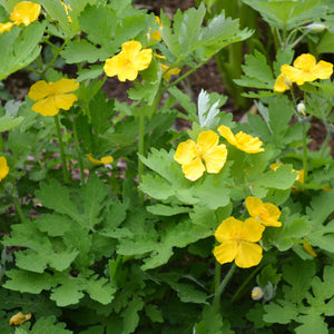 Stylophorum diphyllum - Celandine Poppy