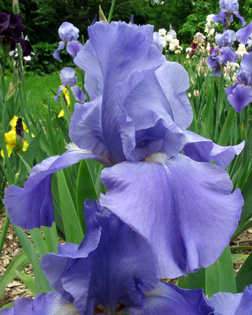 Iris germanica 'Sugar Blues'