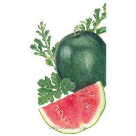 SEEDS: Watermelon - Sugar Baby - Organic