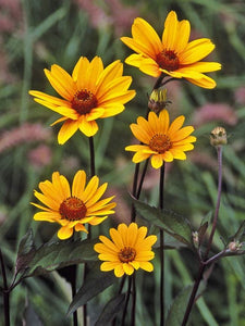 Heliopsis 'Summer Nights'