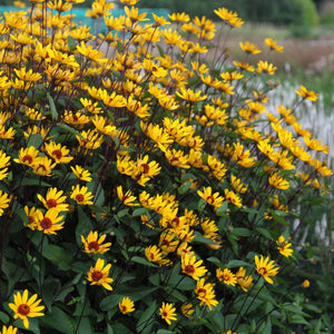 Heliopsis 'Summer Nights'