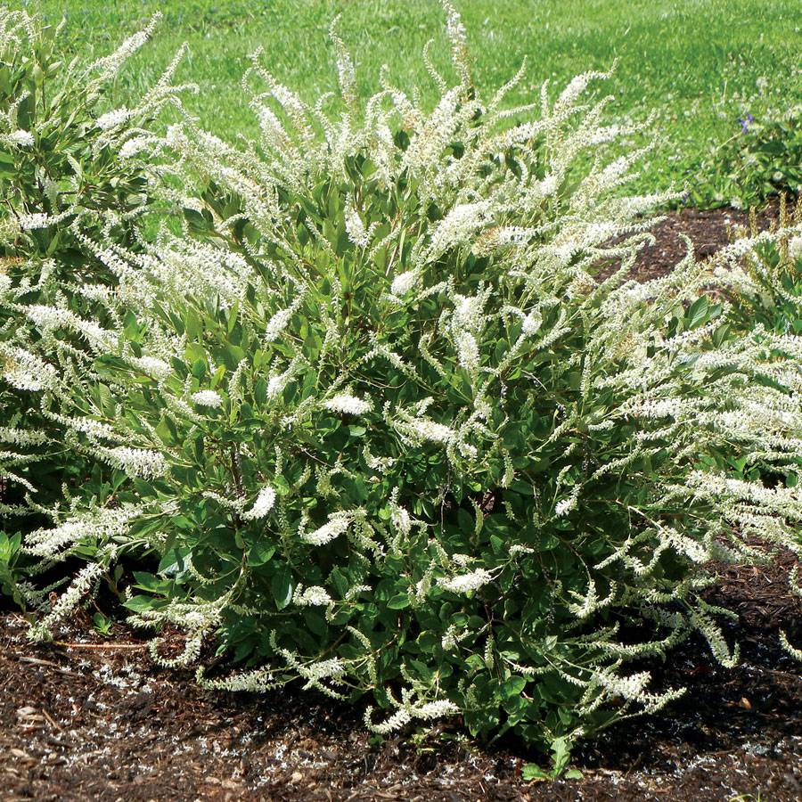 Clethra alnifolia ‘Summer Sparkler’