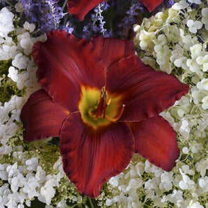 Hemerocallis 'Sun Dried Tomatoes' - Daylily