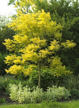 Load image into Gallery viewer, Gleditsia &#39;Sunburst&#39; - Honeylocust
