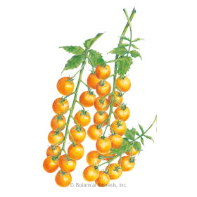 SEEDS: Tomato Cherry - Sun Gold - Organic