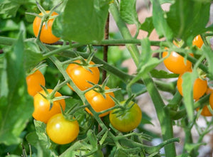 Tomato 'Sungold' - Cherry Tomato