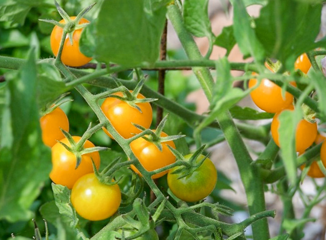 Tomato 'Sungold' - Cherry Tomato