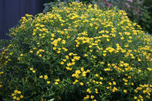 Load image into Gallery viewer, Hypericum &#39;Sunny Boulevard&#39; - St. John&#39;s Wort
