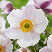 Load image into Gallery viewer, Anemone ‘Dainty Swan’ - Japanese Anemone
