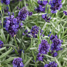 Load image into Gallery viewer, Lavandula ang. &#39;Sweet Romance&#39;

