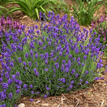 Load image into Gallery viewer, Lavandula ang. &#39;Sweet Romance&#39;
