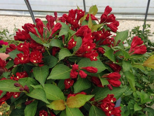 Weigela 'Maroon Swoon'