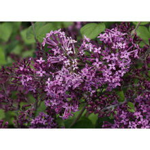 Load image into Gallery viewer, Syringa &#39;Bloomerang Dark Purple&#39; - Lilac
