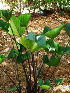 Colocasia 'Tea Cup'