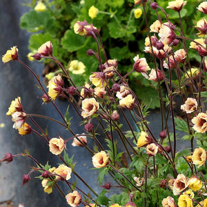 Geum 'Tempo Yellow'