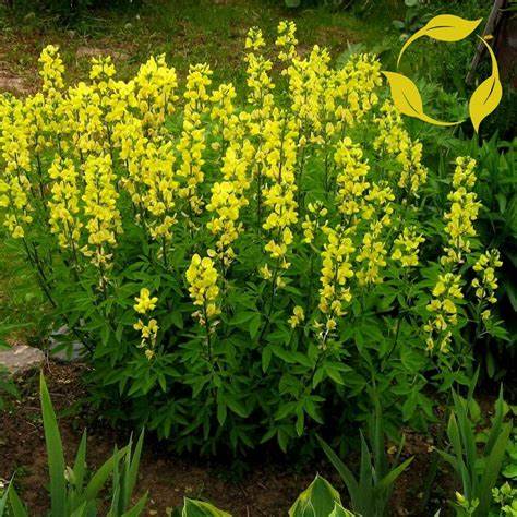 Thermopsis villosa - Carolina Lupine