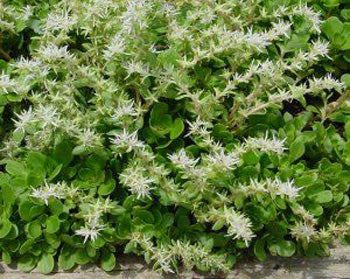 Sedum tern. 'Larinem Park' - Woodland Stonecrop