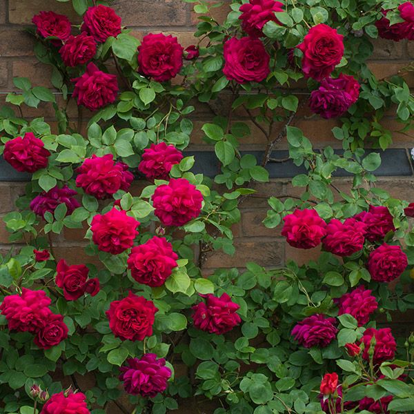 Rosa 'Tess of The d'Urbervilles' - Climbing Rose