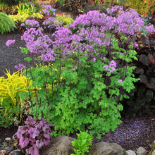 Load image into Gallery viewer, Thalictrum aquil. 'Black Stockings' - Meadow Rue
