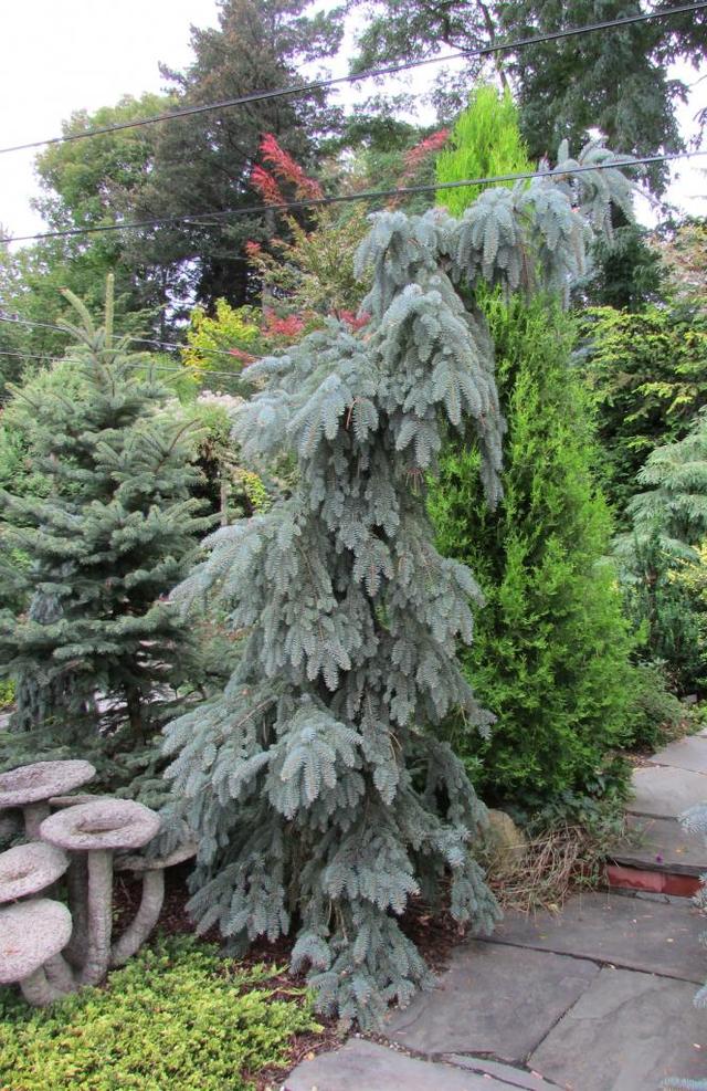 Picea pungens ‘The Blues’