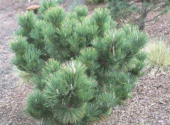 Pinus thun. 'Thunderhead'