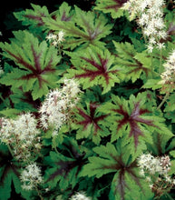 Load image into Gallery viewer, Tiarella 'Sugar and Spice'
