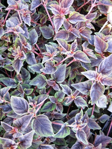 Lysimachia 'Tiger Stripe'