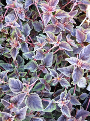 Lysimachia 'Tiger Stripe'