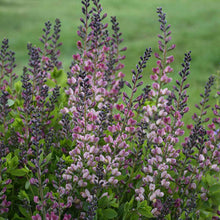 Load image into Gallery viewer, Baptisia &#39;Pink Truffles&#39;
