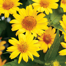 Load image into Gallery viewer, Heliopsis &#39;Tuscan Sun&#39;
