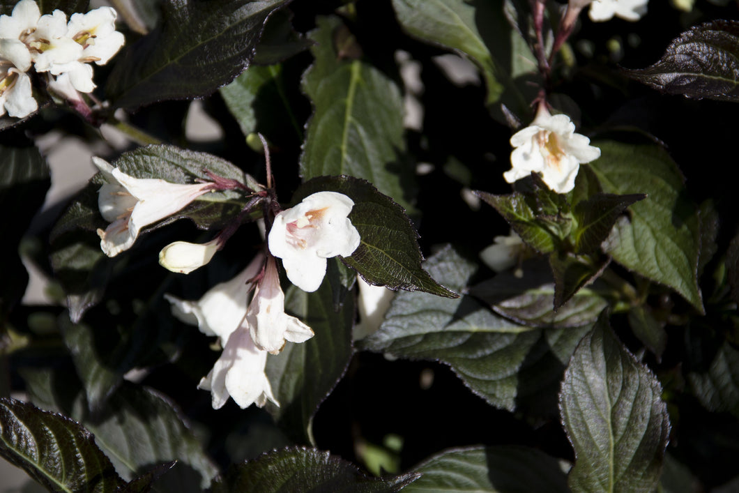 Weigela 'Tuxedo'