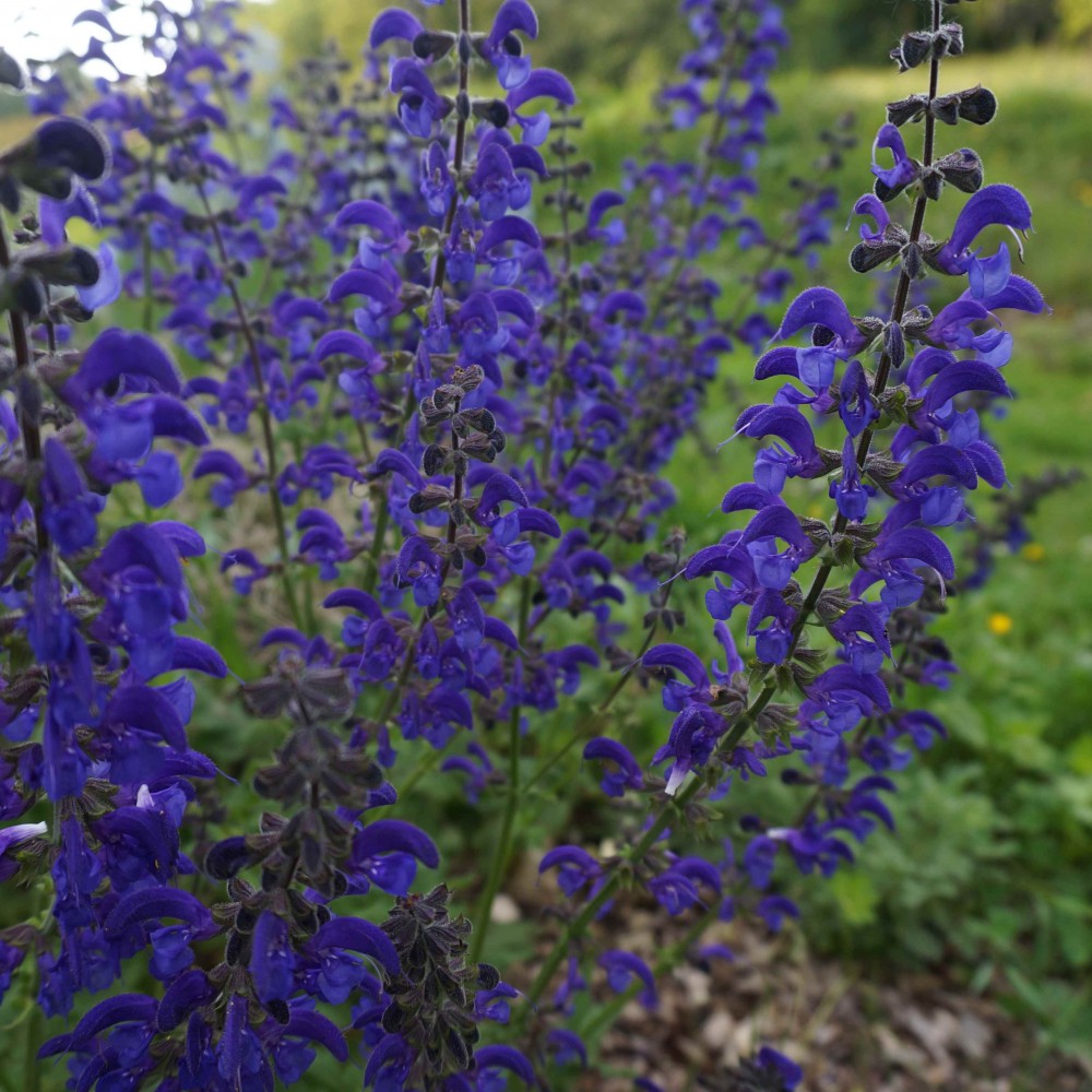 Salvia 'Twilight Serenade'