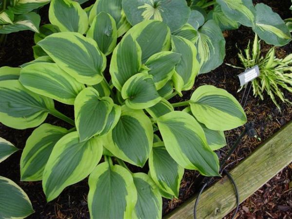 Hosta 'Velvet Moon'