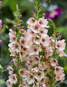 Verbascum 'Southern Charm'