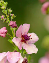 Load image into Gallery viewer, Verbascum &#39;Southern Charm&#39;
