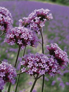 Verbena bonariensis