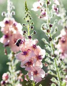 Verbascum 'Southern Charm'