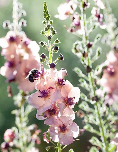 Verbascum 'Southern Charm'