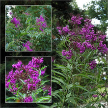 Load image into Gallery viewer, Vernonia noveboracensis - New York Ironweed
