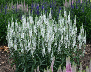 Veronica 'White Wands'