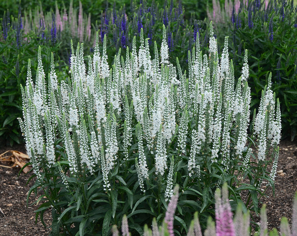Veronica 'White Wands'