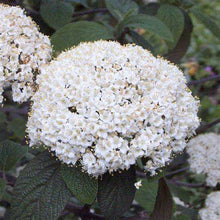 Load image into Gallery viewer, Viburnum x &#39;Willowwood&#39;
