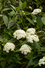 Load image into Gallery viewer, Viburnum x &#39;Allegheny&#39; - Leatherleaf Viburnum
