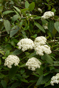 Viburnum x 'Allegheny' - Leatherleaf Viburnum