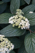 Load image into Gallery viewer, Viburnum x &#39;Allegheny&#39; - Leatherleaf Viburnum
