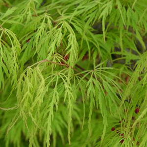 Acer palm. dis. 'Viridis' - Japanese Maple