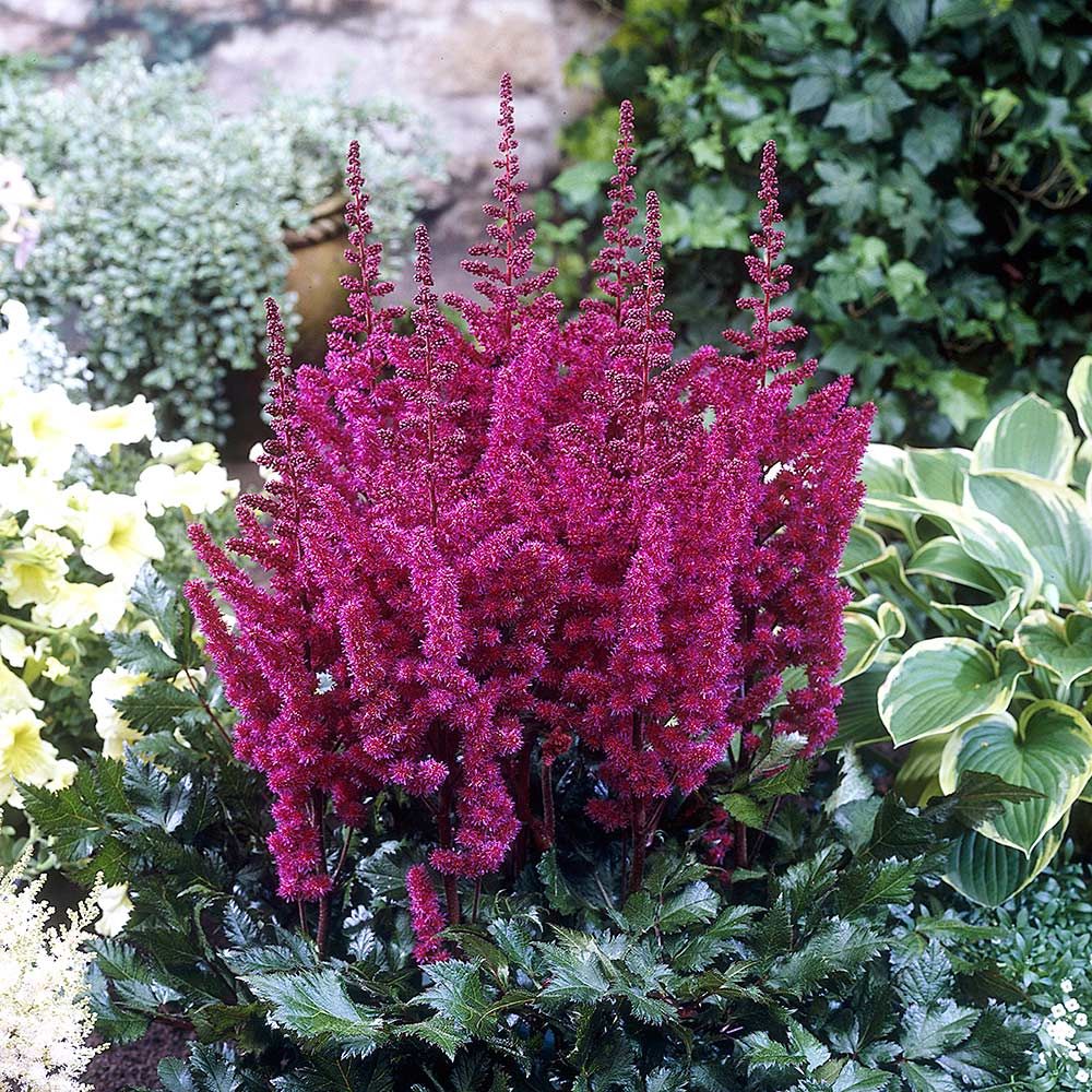 Astilbe 'Visions in Red'