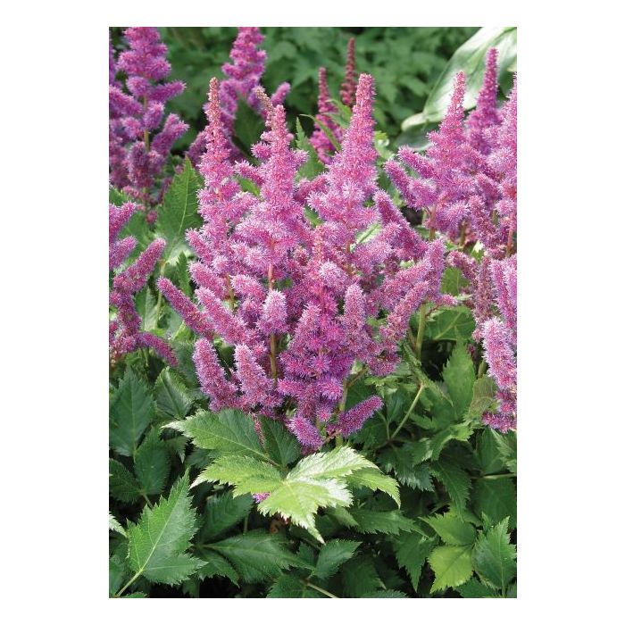 Astilbe ch. 'Visions'