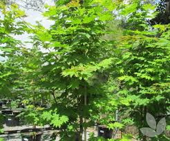 Acer jap. 'Vitifolium' - Full Moon Maple