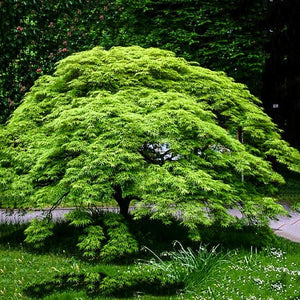 Acer palm. dis. 'Viridis' - Japanese Maple